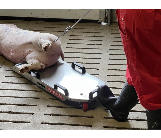Transporker, platforma transport carcase suine.