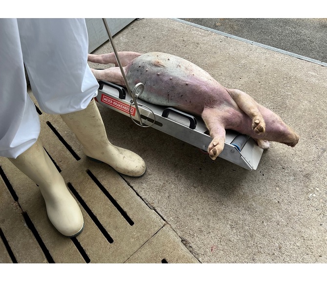 Transporker, platforma transport carcase suine.